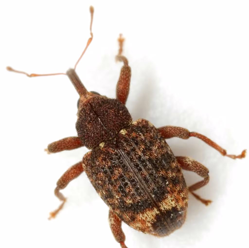 Molyte des glands de chênes
