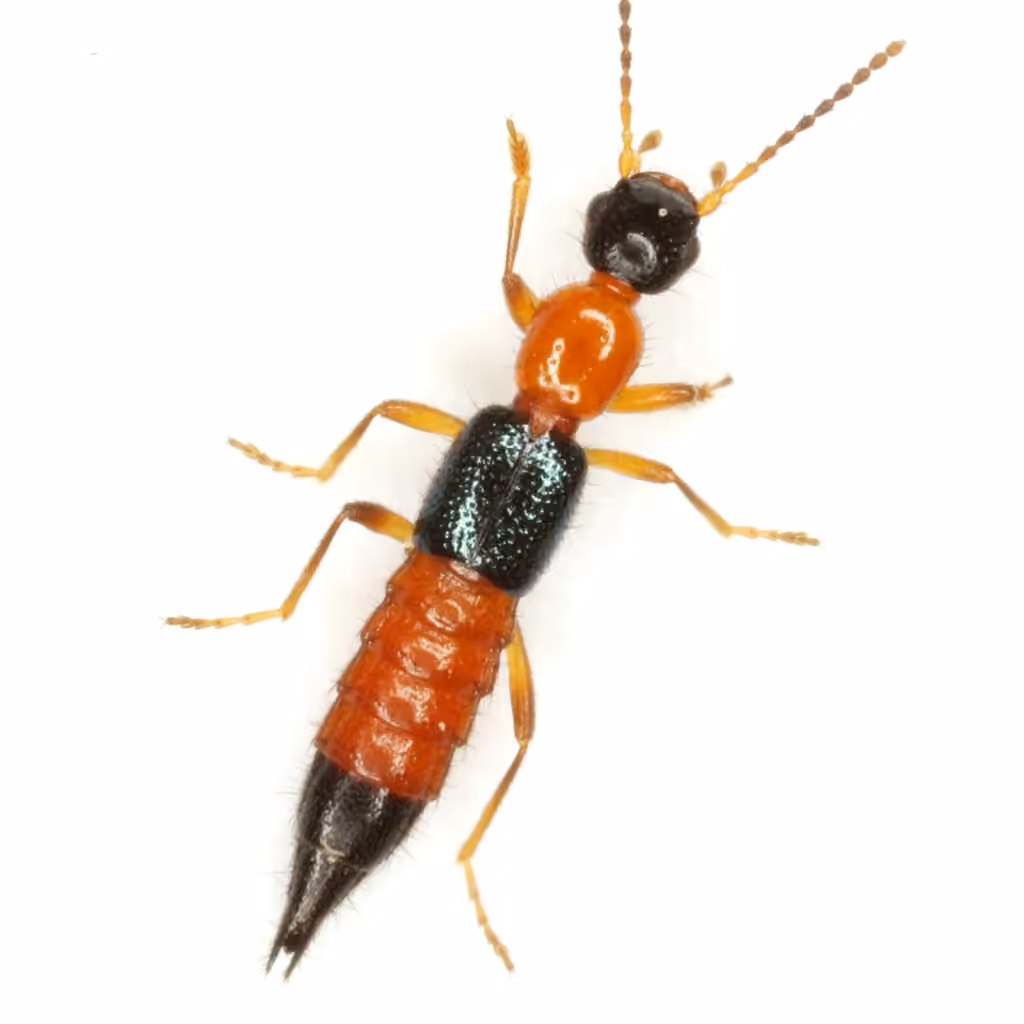 Shore Rove Beetle, photo 1 of 5