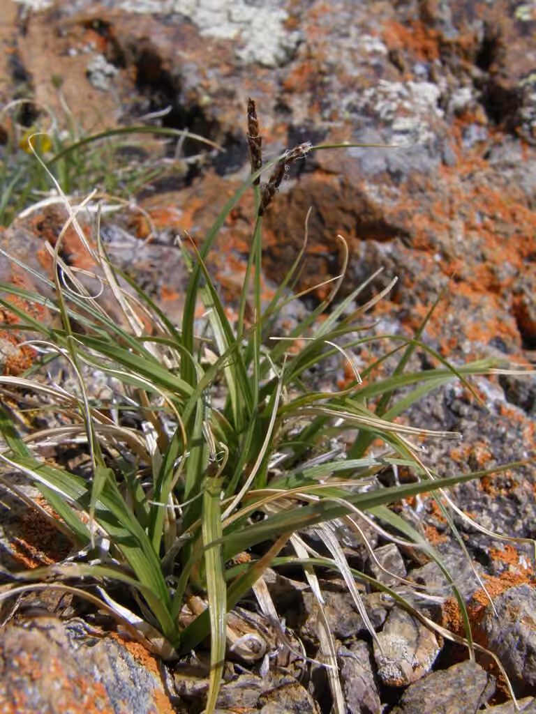 Carex des rochers, photo 3 sur 5