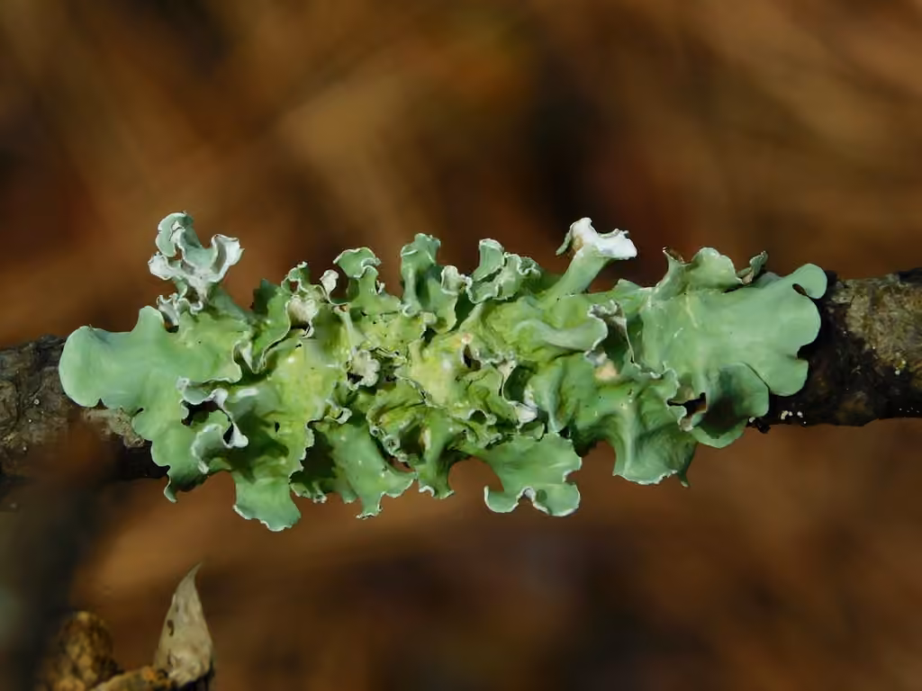 Pacific parmotrema lichen