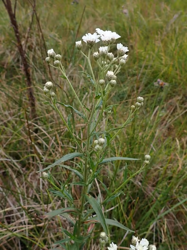 Achillée ptarmique, En fleurs