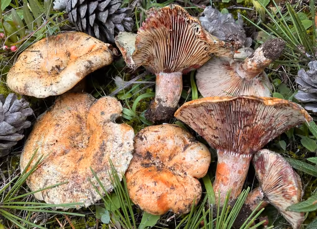 Bloody Milkcap, photo 1 of 5