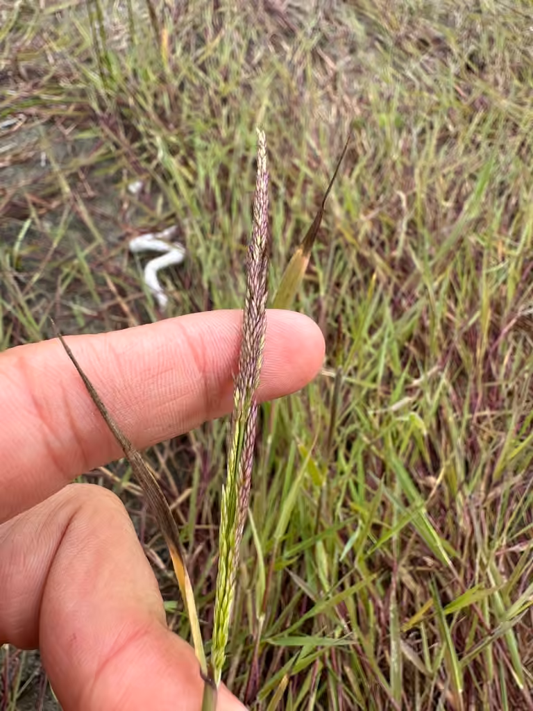Creeping bentgrass, Flower buds