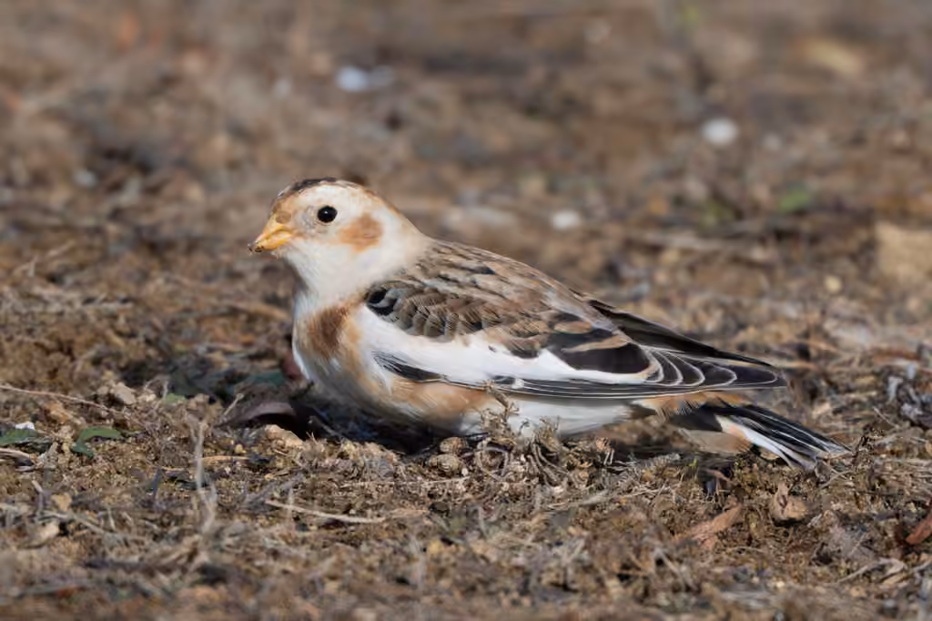 Snow Bunting, Female
