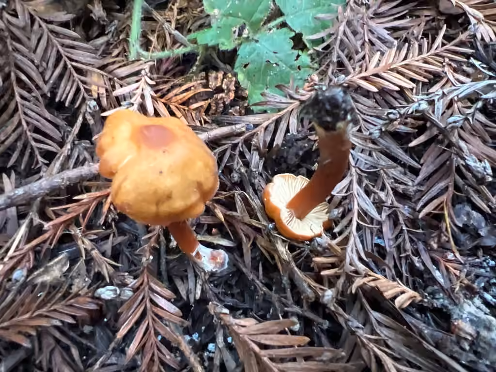 Rhodocybe cuivré, photo 3 sur 5
