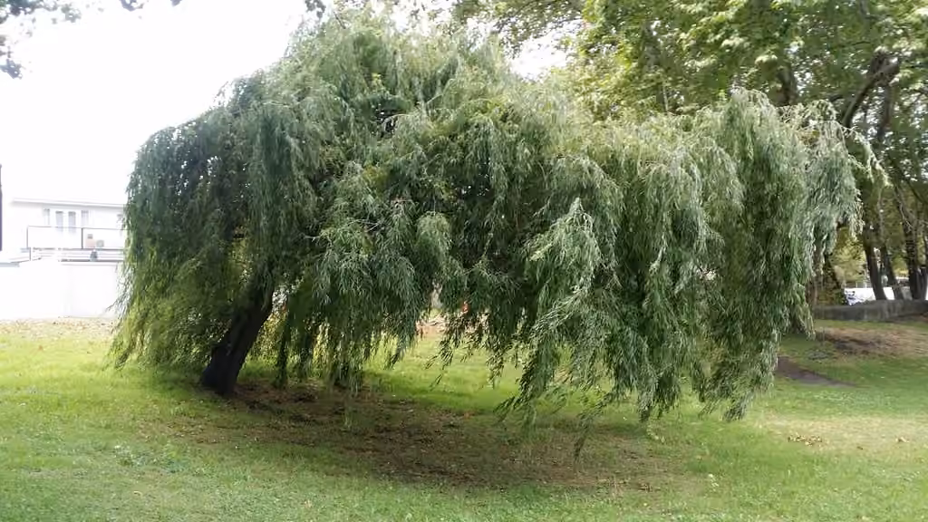 Weeping willow, Flower buds