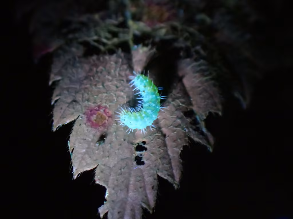 Blackberry Skeletonizer, Chenille