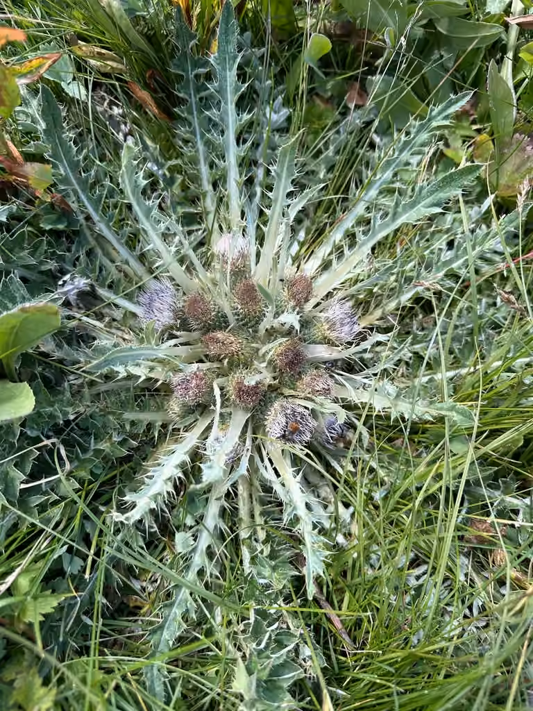 Meadow thistle, In fruit