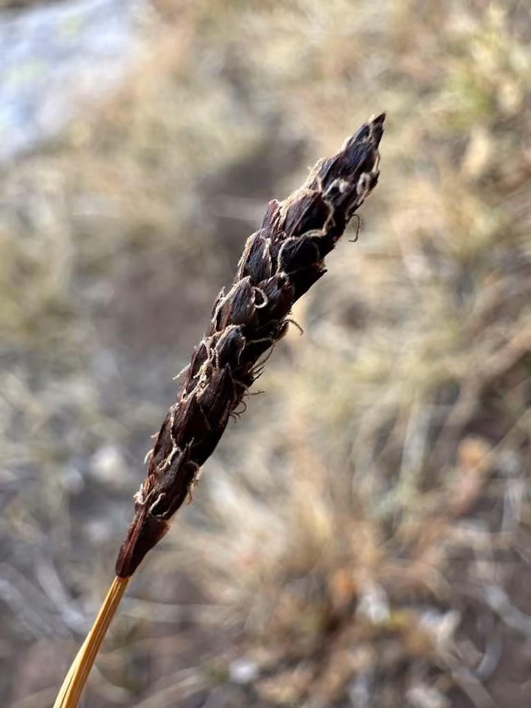 Canadian single-spike sedge, In fruit