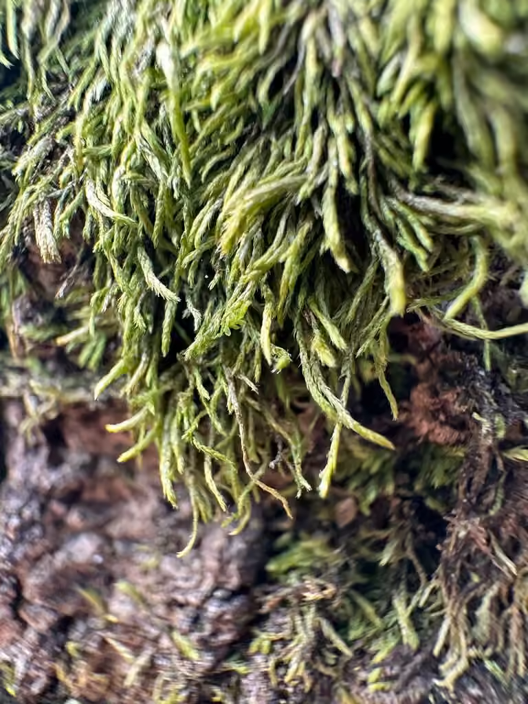 Olivine fausse-fabronie, photo 3 sur 5