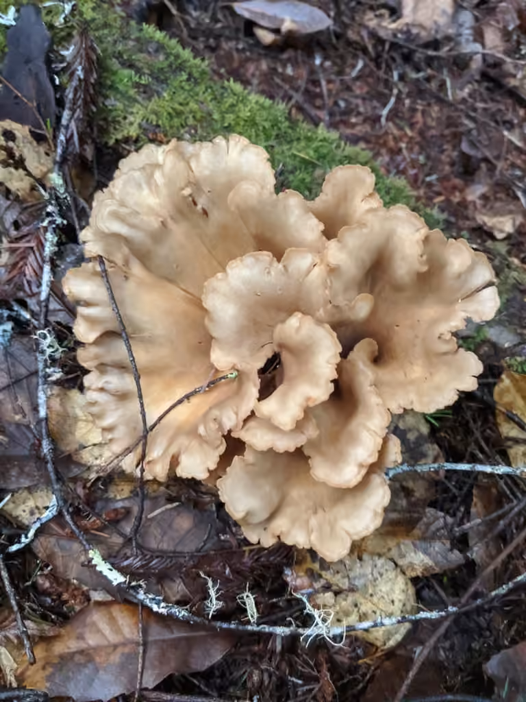 Pig's Ear, photo 2 of 5