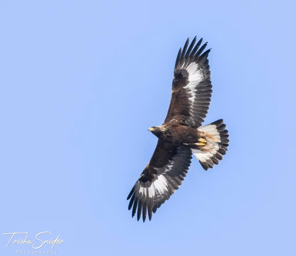 Aigle royal, Juvénile