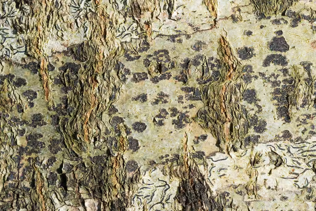 Lichen tache de léopard