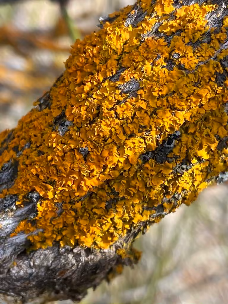 Hooded Sunburst Lichen, photo 2 of 5