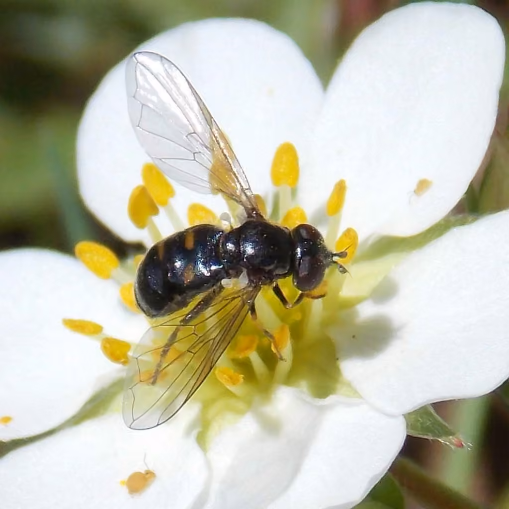 Syrphe à taches carrées, Adulte