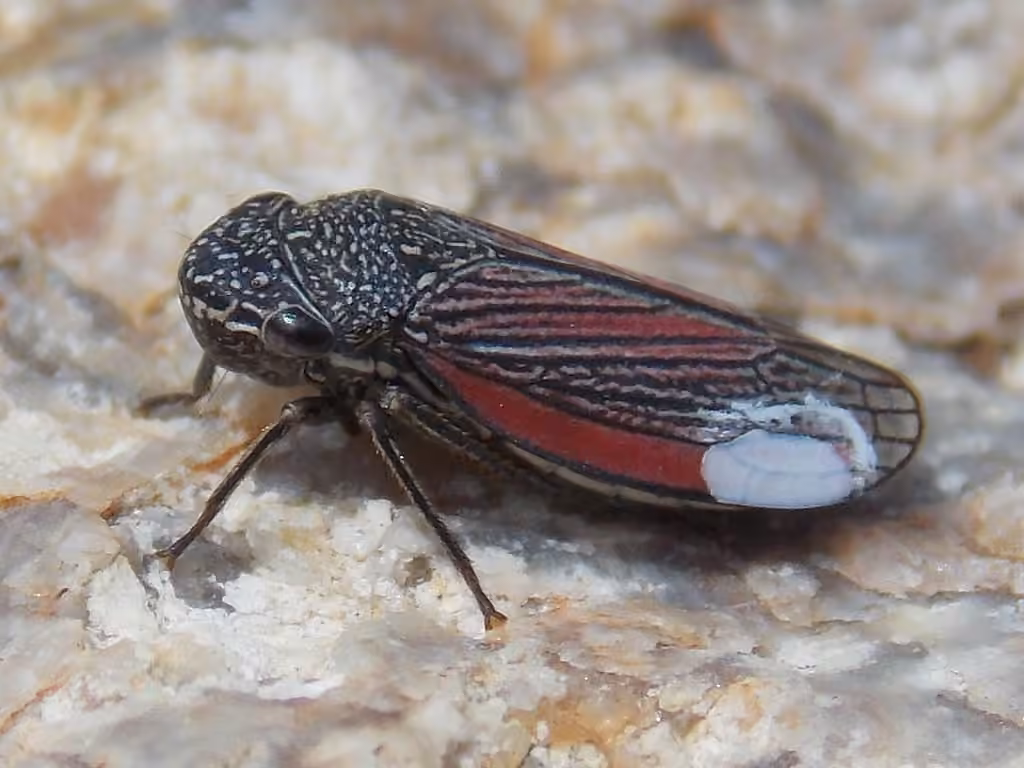 Cicadelle striée