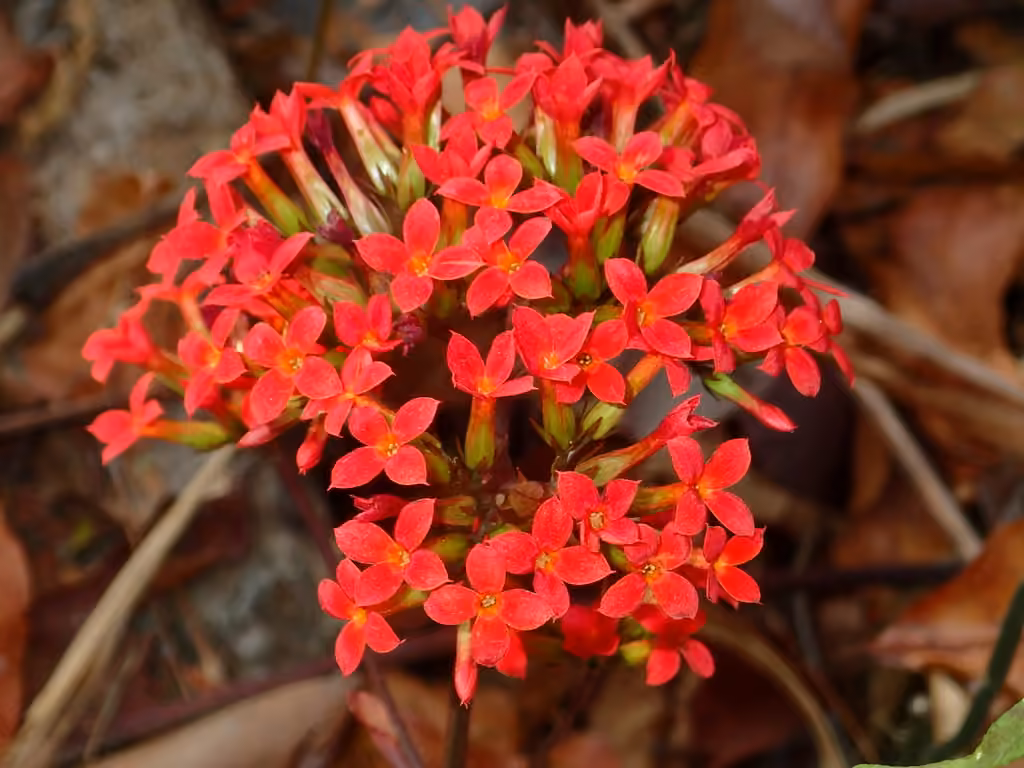 Madagascar widow's-thrill, photo 1 of 5