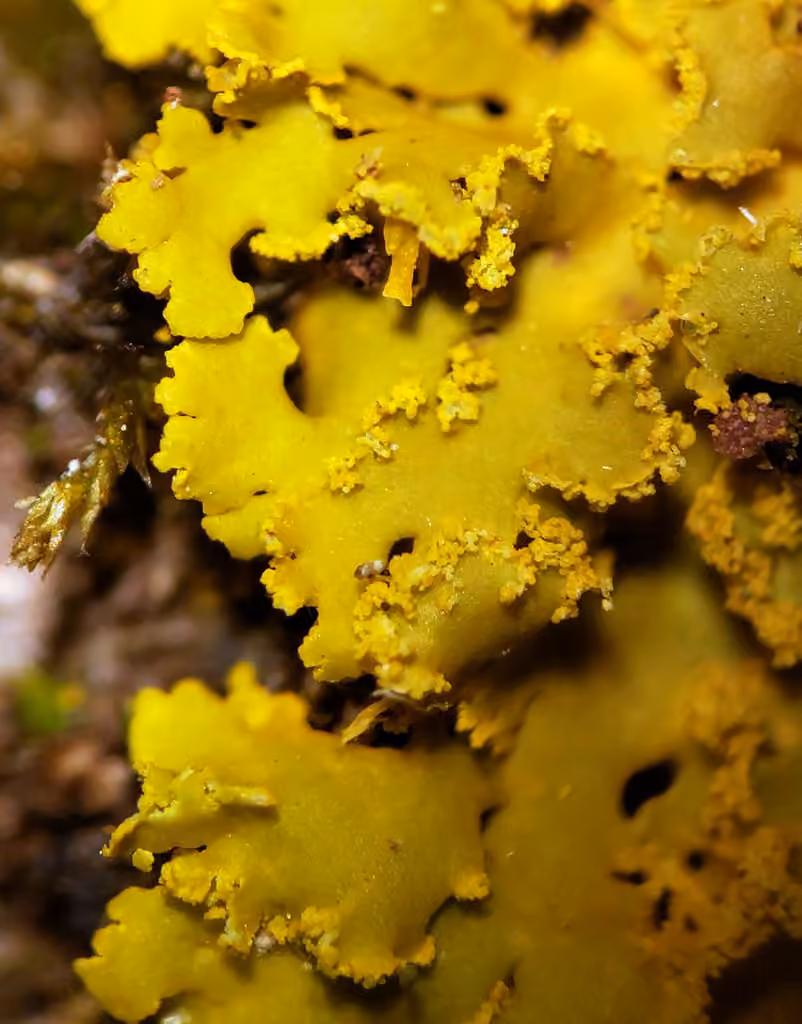 Xanthomendoze poudreuse, photo 2 sur 5