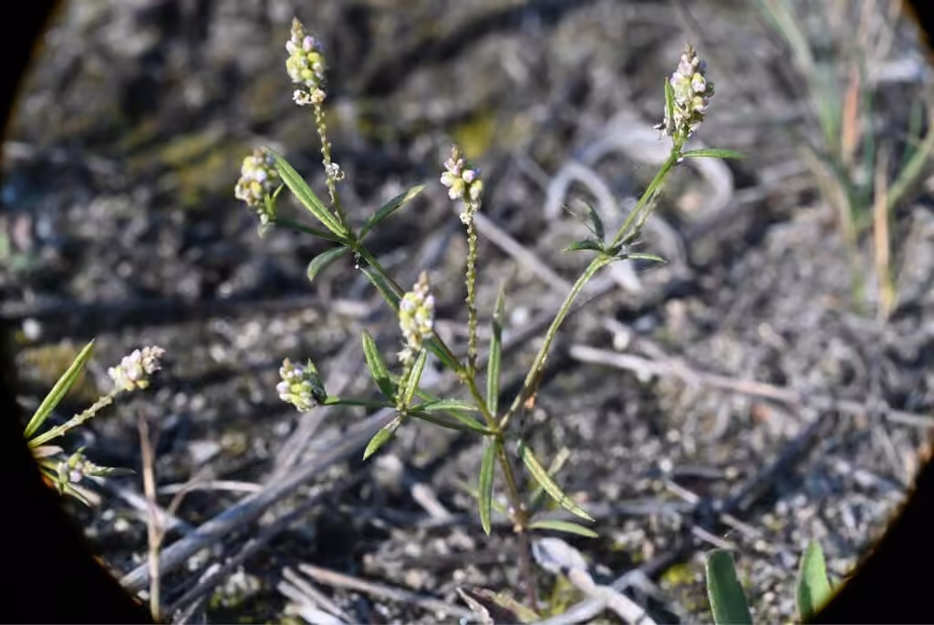Polygale verticillé