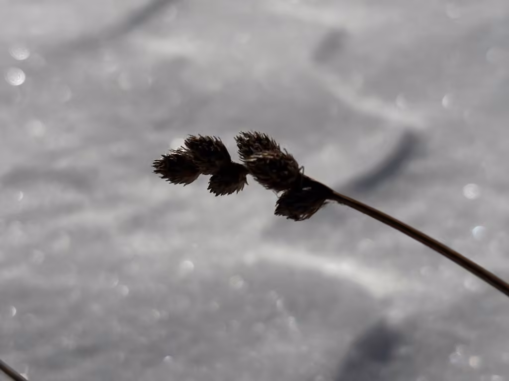 Accumulating sedge, In fruit