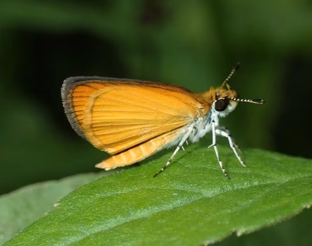 Hespérie délicate, photo 1 sur 5