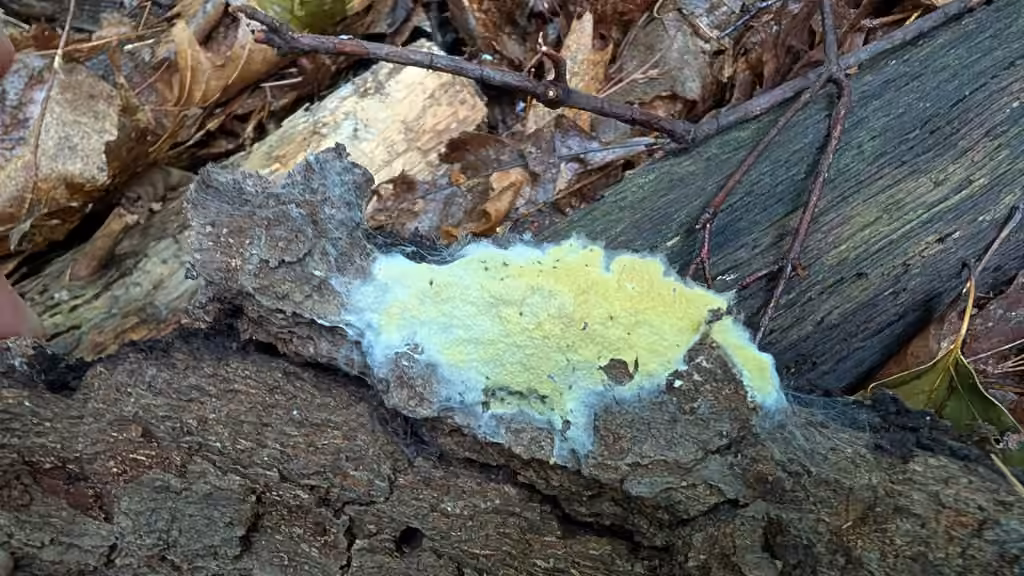 Penttilamyces olivascens, photo 3 of 5