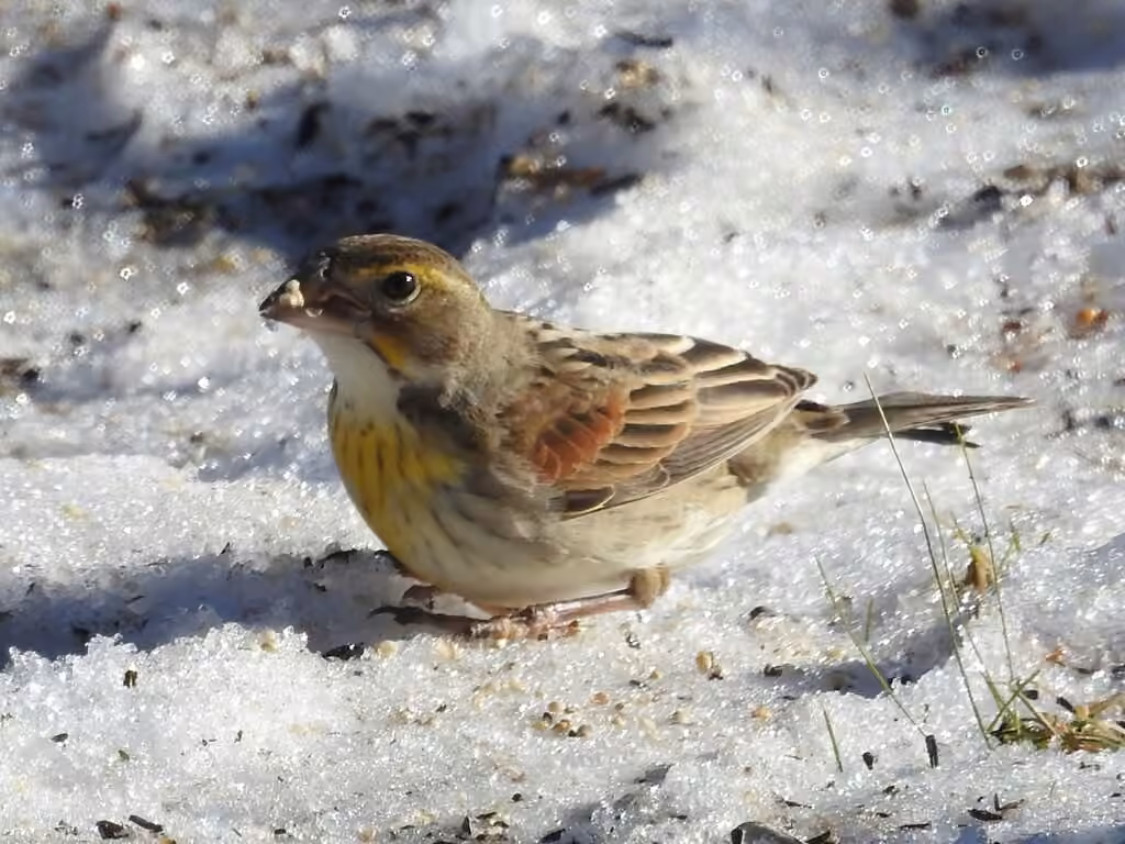 Dickcissel d'Amérique, Juvénile