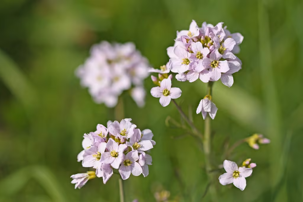 Cuckoo flower, photo 1 of 5