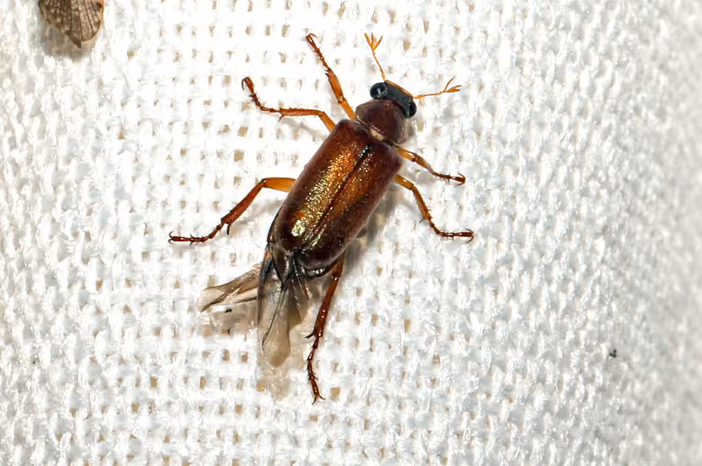 Lined Chafer, photo 3 of 5
