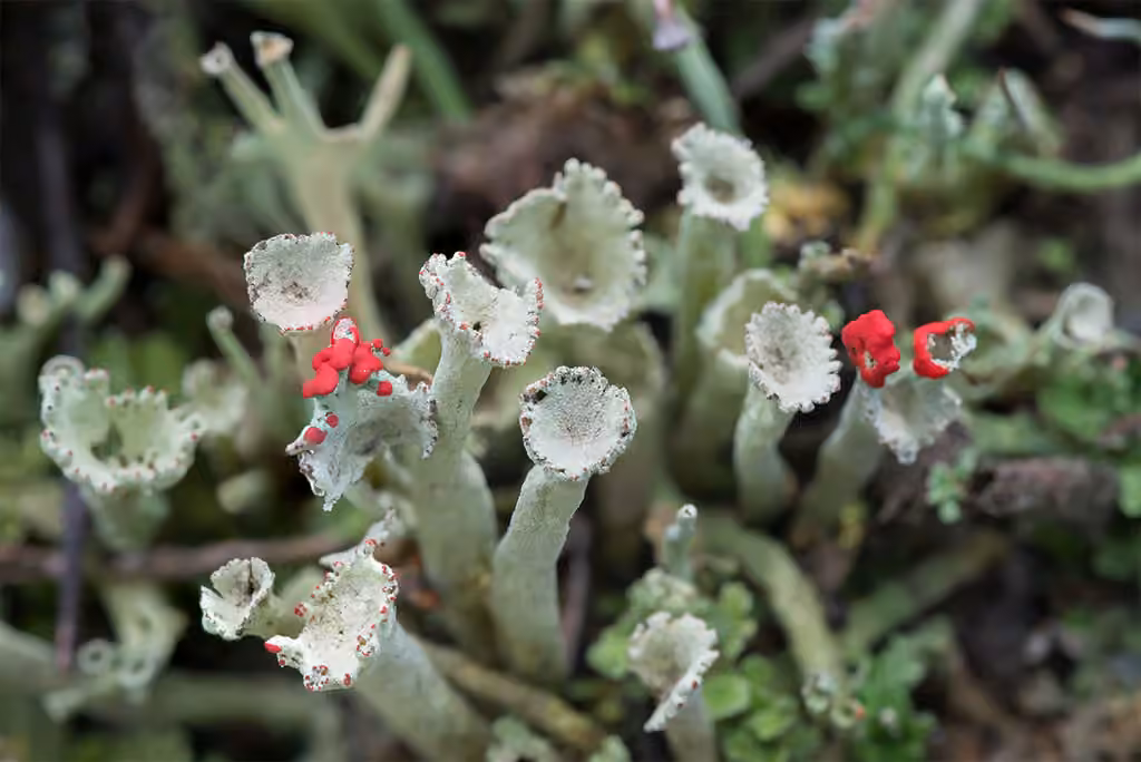 Cladonie difforme, photo 2 sur 5