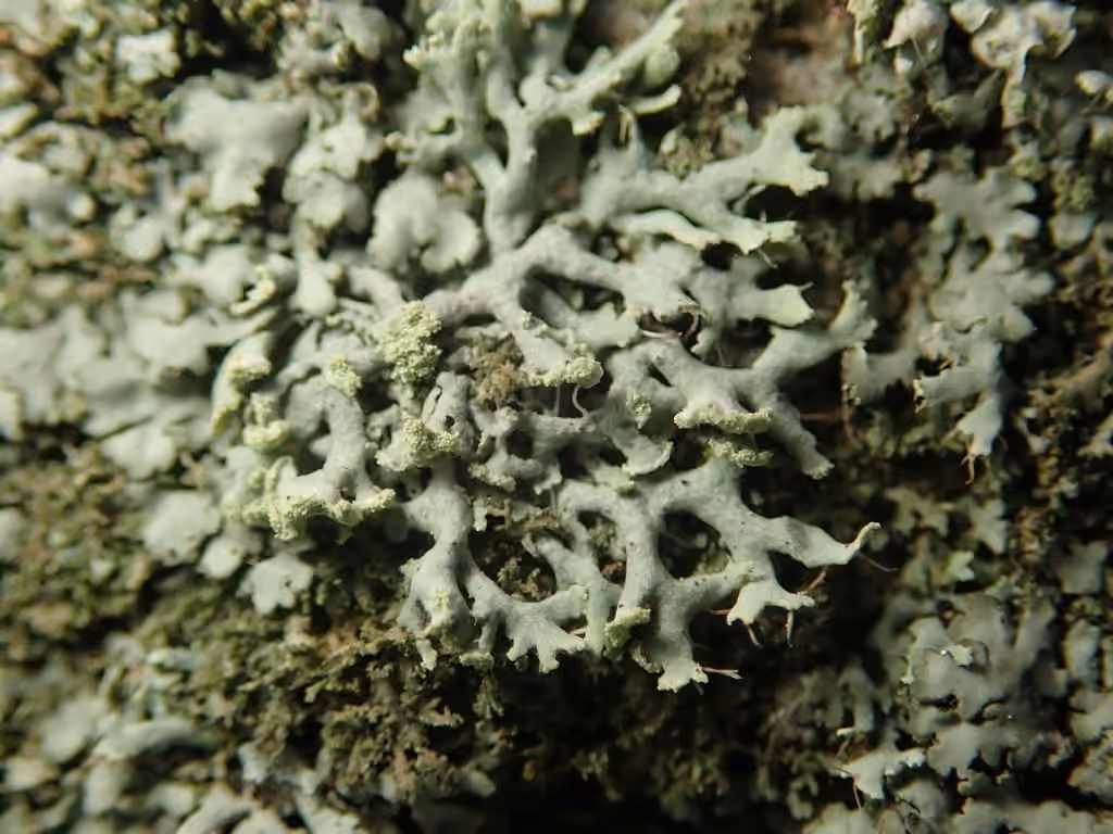 Physcie ténue, photo 3 sur 5