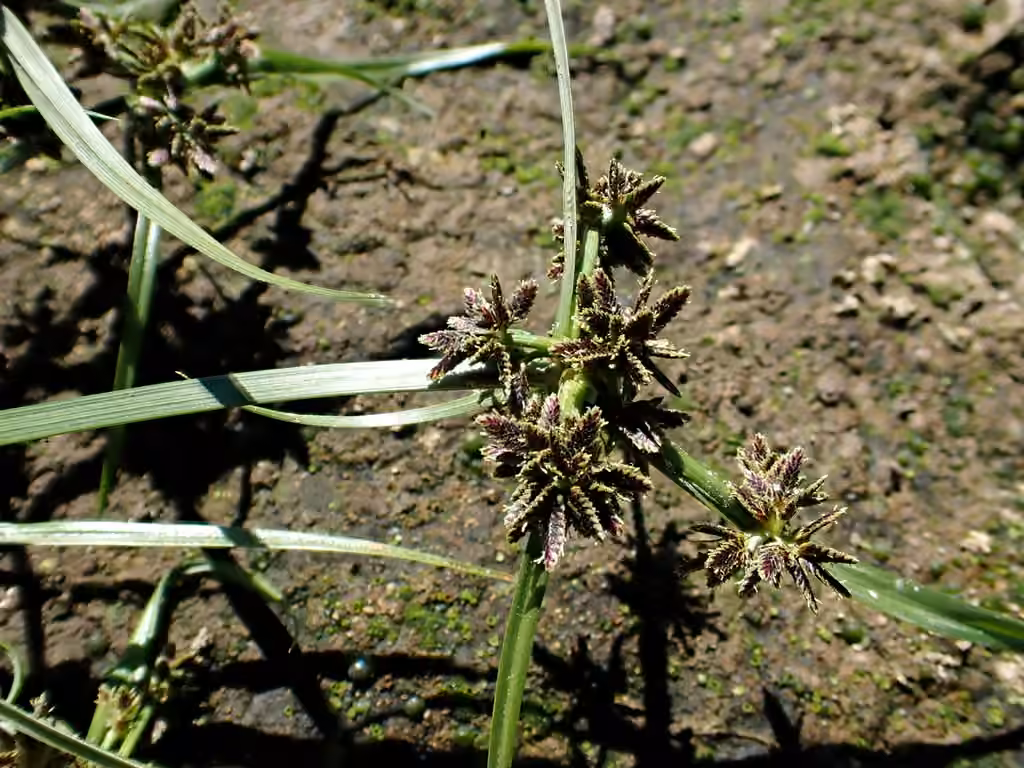 Brown flatsedge, In flower