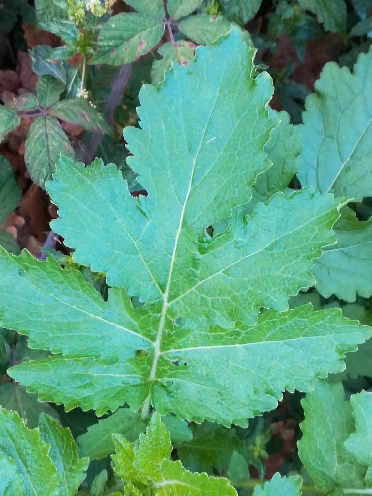 Moutarde blanche, Sans fleurs ni fruits