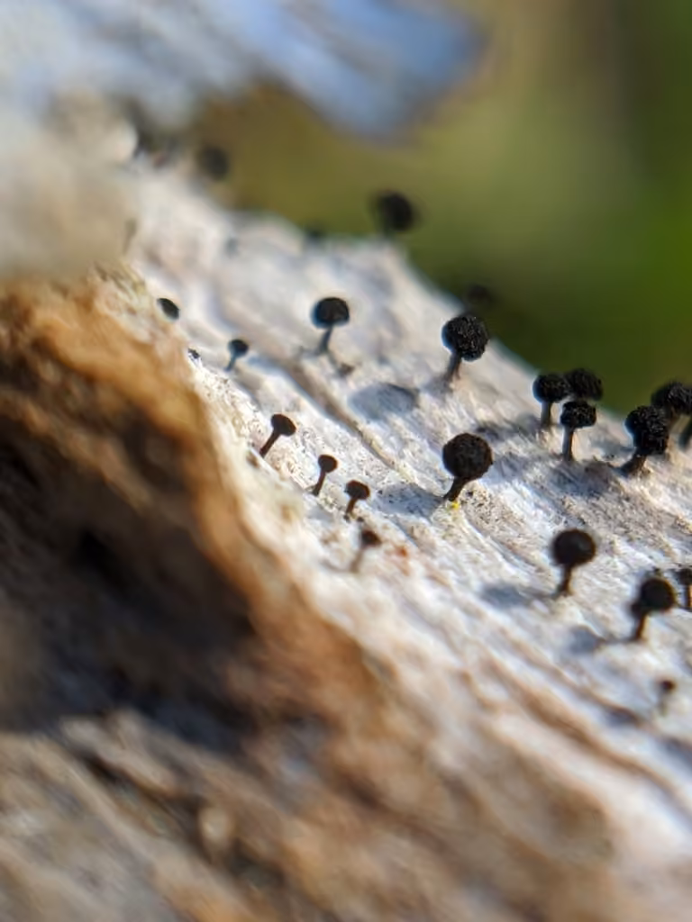 Mycocalice subtile