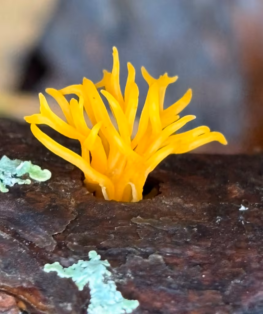 Forked Stagshorn