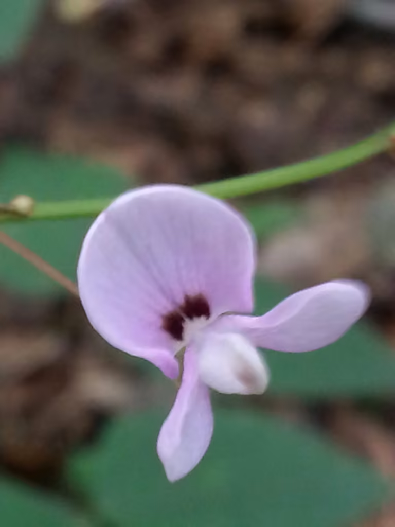 Naked-flowered tick-trefoil, photo 3 of 5