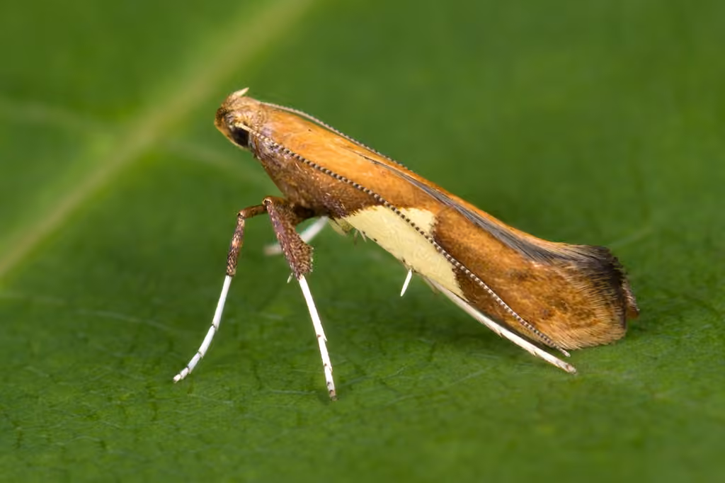 Willow Leafcone Caterpillar Moth
