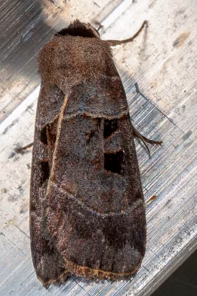 Collared Dart, Adult