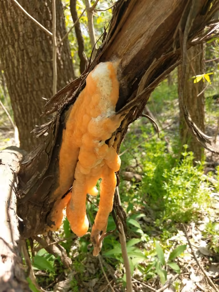 Deer vomit, photo 2 sur 5