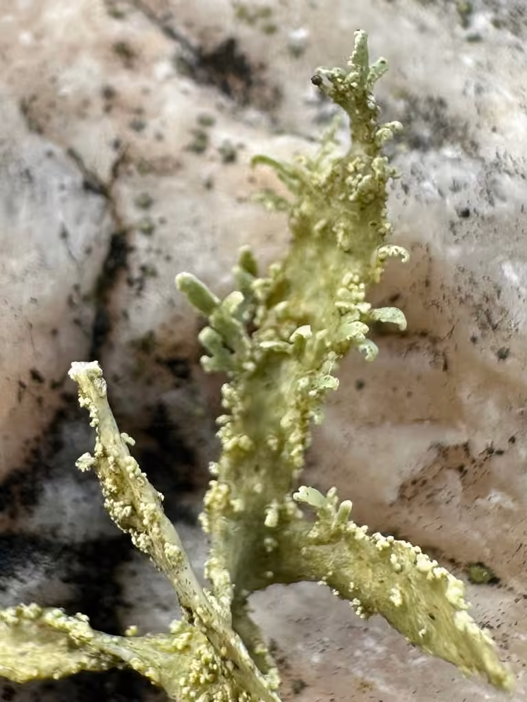 Ramaline polymorphe, photo 3 sur 5