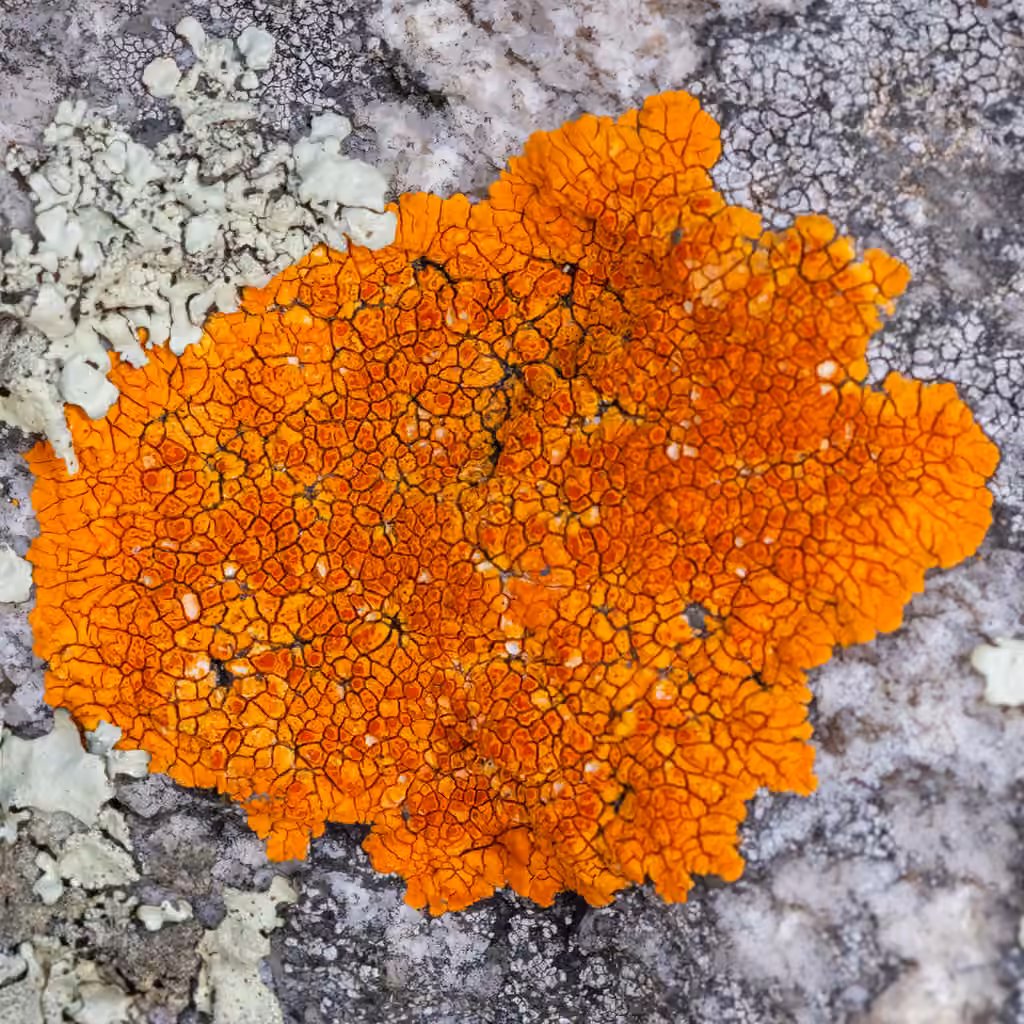 Scarlet firedot lichen, photo 3 of 5