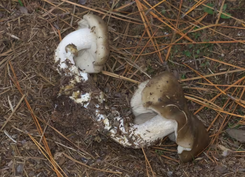 Lyophylle en touffes, photo 2 sur 5
