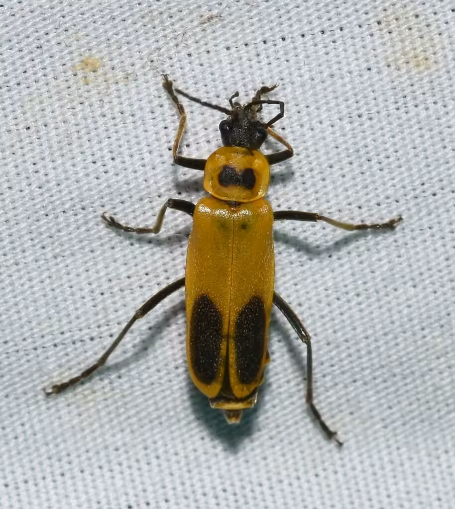 Cantharide de Pennsylvanie
