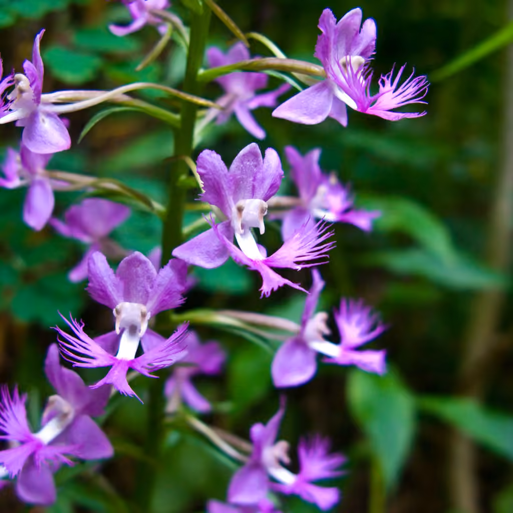 Shriver's frilly orchid, Flower buds