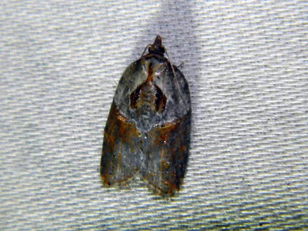 Inane Acleris, Adulte
