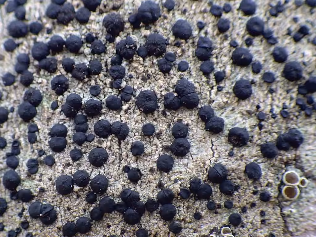 Lecidella lichen, photo 3 of 5