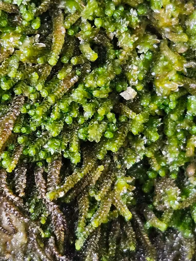 Atlantic barbilophozia, photo 3 of 5