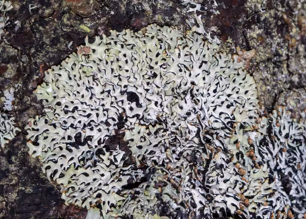 Lattice Tube Lichen, photo 3 of 5