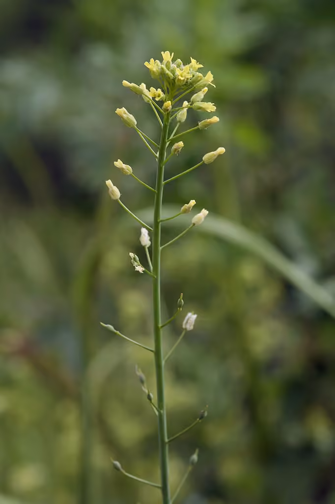 Littlepod false flax