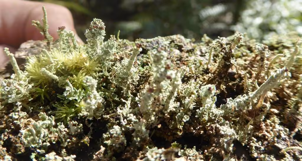 Pale-fruited Funnel Lichen, photo 1 of 5